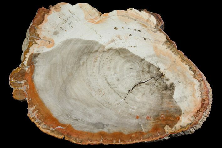 Petrified Wood (Araucaria) Slab - Madagascar #118768